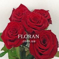 5 red roses - Photo 9