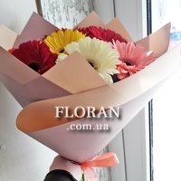 7 гербер - Фото 1