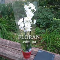 Біла орхідея в горщику - Фото 1