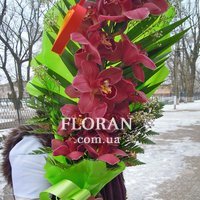 Гілка орхідеї - Фото 1