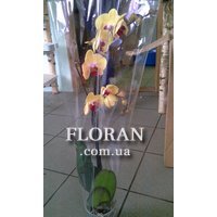 Комнатное растение орхидея - Фото 1