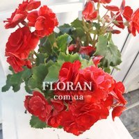 Кімнатні домашні квіти - Фото 2