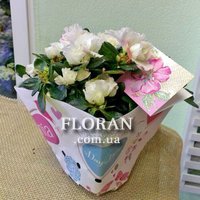 Квіти горщикові рослини - Фото 1