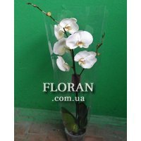 White phalaenopsis orchid - Photo 2