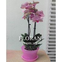 Phalaenopsis orchid in a pot - Photo 2