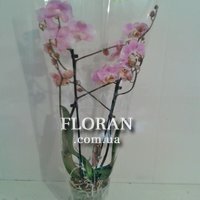 Phalaenopsis orchid in a pot - Photo 3