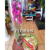 Phalaenopsis orchid in a pot - Photo 1