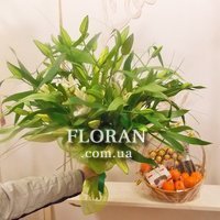 11 лилий - Фото 1