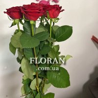 5 red roses - Photo 12