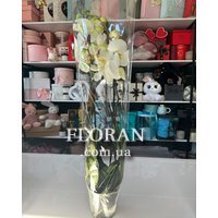 Біла орхідея в горщику - Фото 5