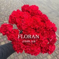 Червоні гвоздики - Фото 1