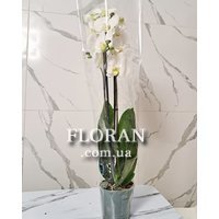 Біла орхідея в горщику - Фото 6