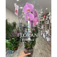 Phalaenopsis orchid in a pot - Photo 4