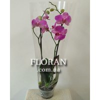 Phalaenopsis orchid in a pot - Photo 5