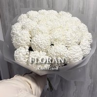 Single chrysanthemums - Photo 1