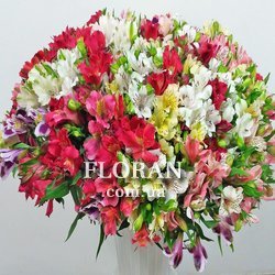 101 alstroemeria - Photo 1