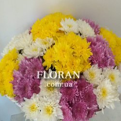 15 кущових хризантем - Фото 2