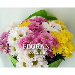 15 spray chrysanthemums - Photo 5