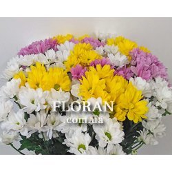 17 хризантем - Фото 2