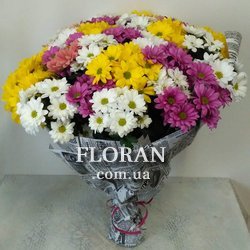 25 хризантем кущових - Фото 1