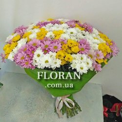 51 хризантема - Фото 1