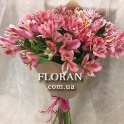 Alstroemeria pink - Photo 1