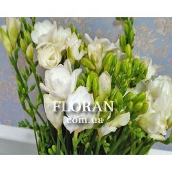 White freesia - Photo 2