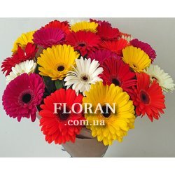Букет з 25 гербер - Фото 2
