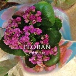 Каланхое в горщику - Фото 1