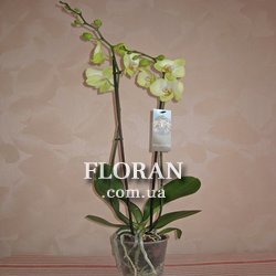 Кімнатна орхідея у горщику - Фото 1