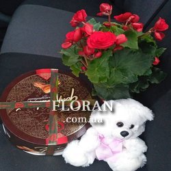 Кімнатні домашні квіти - Фото 1