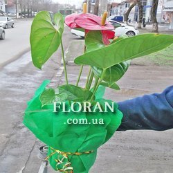 Flower for a man - Photo 2