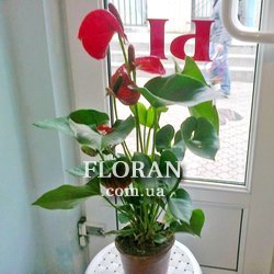 Квітка для чоловіка - Фото 1