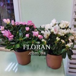 Flowers potted plants - Photo 2