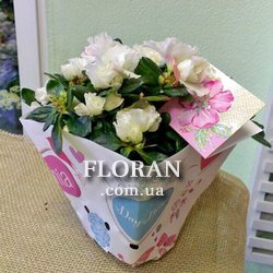 Квіти горщикові рослини - Фото 1