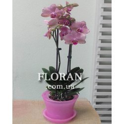Phalaenopsis orchid in a pot - Photo 2