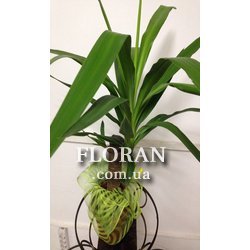 Юка в горщику - Фото 1