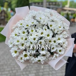 Ромашкоподібні квіти - Фото 1