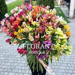 101 альстромерія - Фото 2