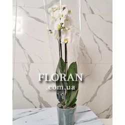 Біла орхідея в горщику - Фото 6