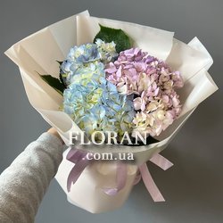 Гортензія в упаковці - Фото 2