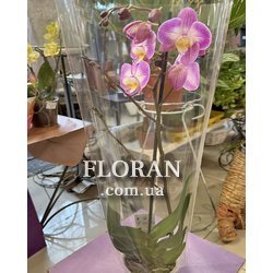 Орхидея в горшке - Фото 4