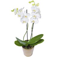 Біла орхідея в горщику
