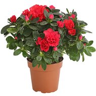 Квіти горщикові рослини