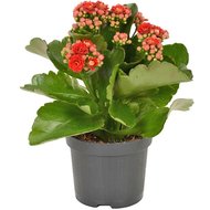 Каланхое в горщику