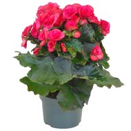 Кімнатні домашні квіти