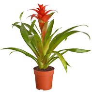 Кімнатні рослини у подарунок