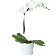 Орхідея фаленопсис біла