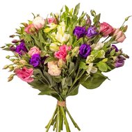 Alstroemeria eustoma