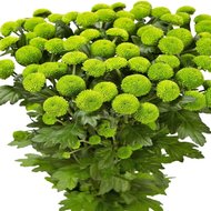 Букет із зелених хризантем